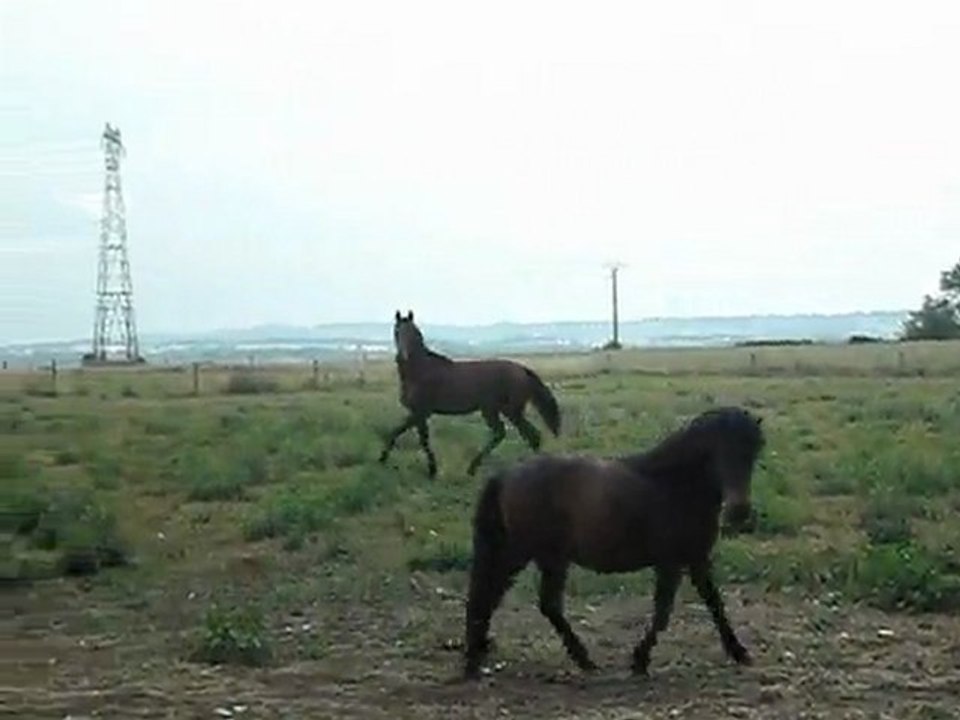 aragorne du tel juin 2011