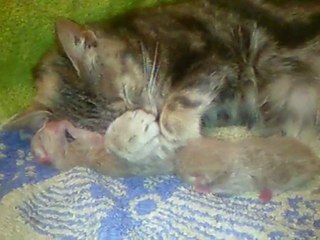 chaton de 1 jour qui tete