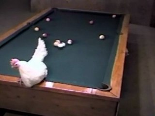 Chicken Playing Pool