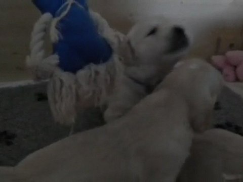chiots golden retriever à 3 semaines