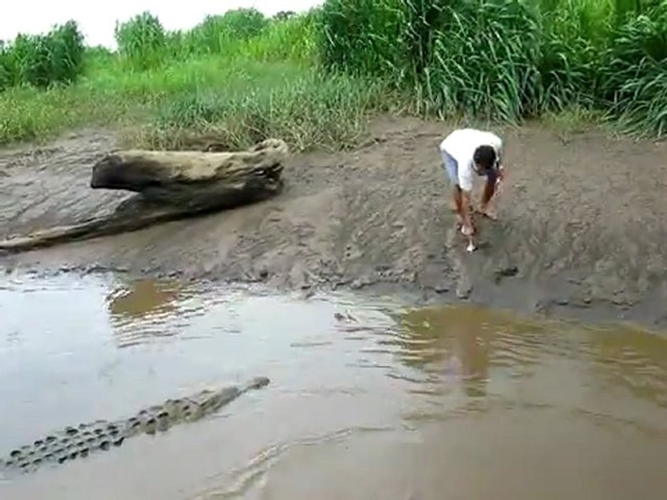 Feeding A Huge Crocodile