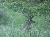 cerfs en velours juin 2011 forêt de mormal Locquignol France Nord