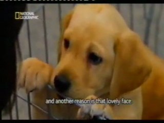 Japon: Escuela de perros guia