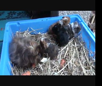 Repas bébés cochons d 'inde Texel Mérinos