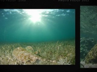 Underwater Swimming and Snorkeling in Riviera Maya Mexico