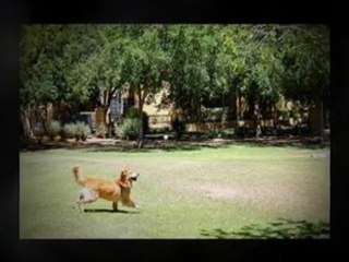 Kennel, 17 Main St, Hayesville, NC, (828) 389-1841