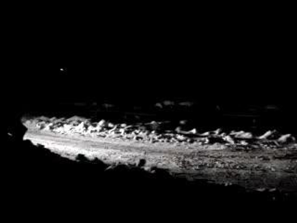 Porsche 911 GT3 Marc Duez