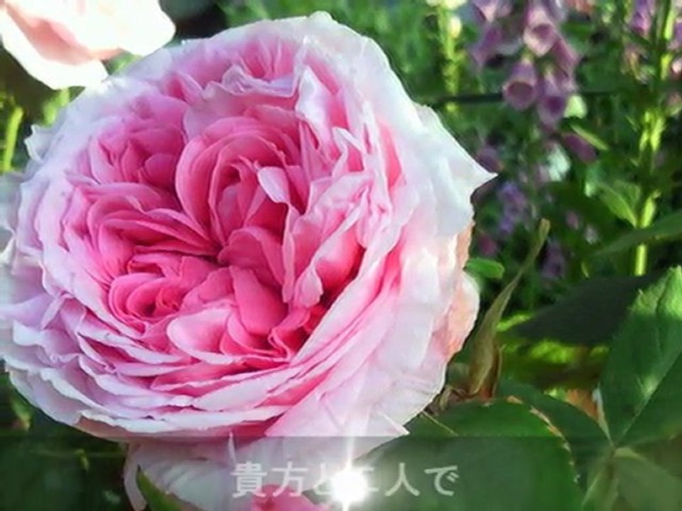 For Pink Rose