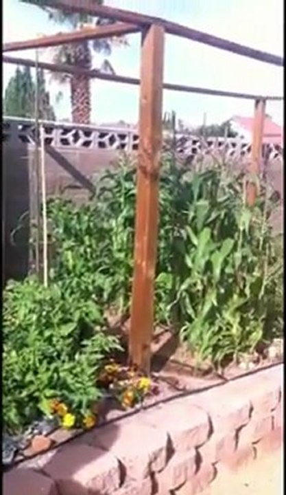 Start Organic Garden