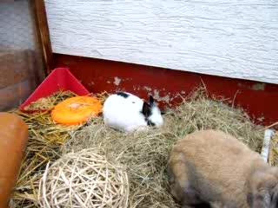 Stinker Scheinschwanger Part 3