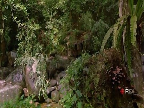 Bugs Rainforest Adventure - Les Grands Reportages Imax