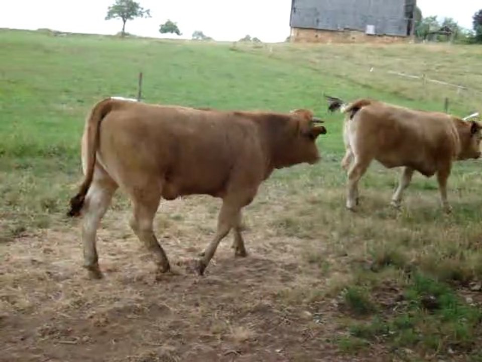 Rando Périgord juin 2011, les vaches sont nos amies