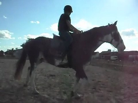 Criollo Argentin et Camargues.