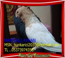 Hünkari Oriental frill Blondinete satinete...