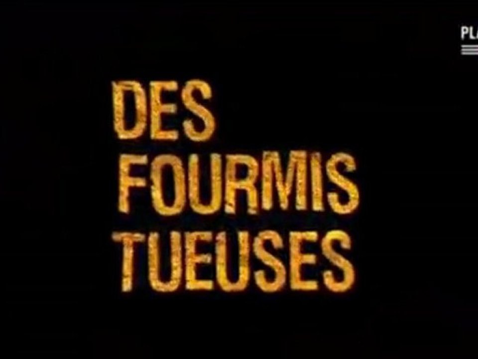 des fourmis tueuses (1)