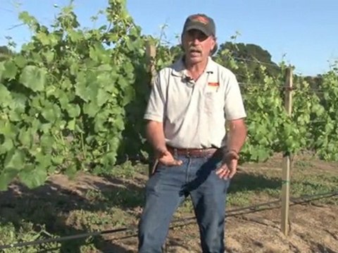 Boutique Winery to Visit in the Napa Valley, Red Wines