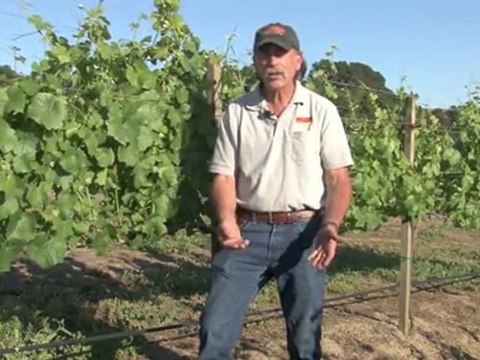 Learn Growing Cycle: Pinot Noir, Small Winery, Napa Valley
