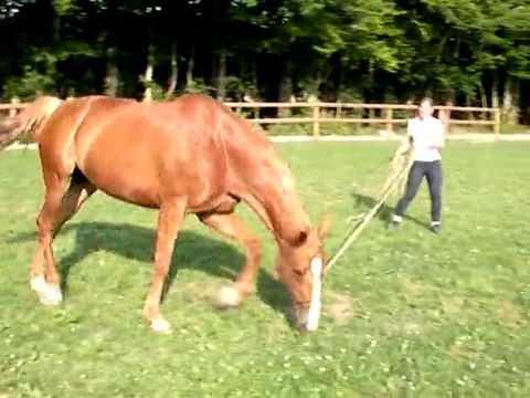 Boiterie longe main gauche sol dur - jeudi 30 juin 2011