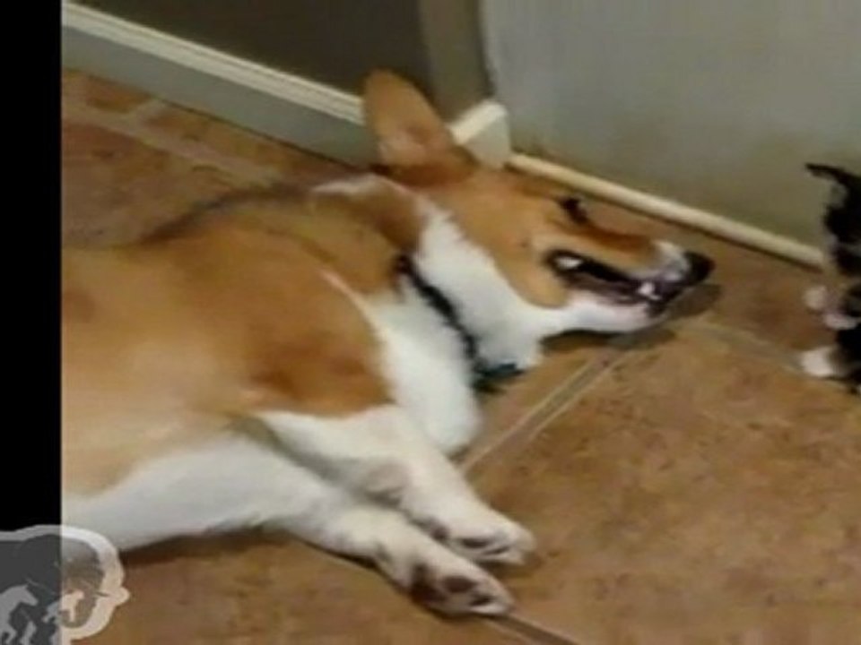Bébé Corgi pète au visage de sa mère