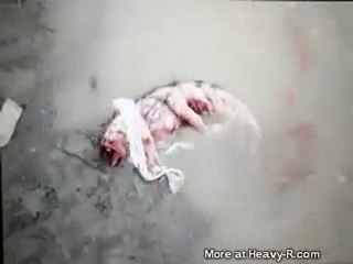 Strange Creature Found