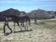 Poney-club, travail de présentation de poneys et chevaux en main. 2) 26/06/2011.SDC10711