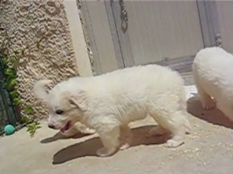 CHIOTS MONTAGNE DES PYRENEES A RESERVER DE CH.CS. URA-BELLE x CH. EDWIN