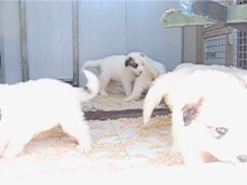 8 Chiots Montagne des Pyrénées - Patou, 1 mois, issus de CH.CS. Ura-Belle x CH. Edwin