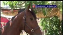 Palermo - Sequestro stalla e cavalli per corse clandestine