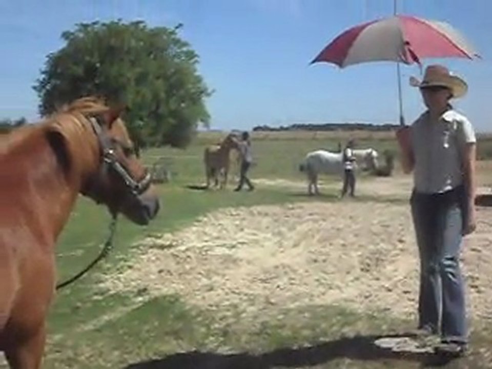 Poney-club. Présentation en main: le parapluie. 26/06/2010. SDC10713