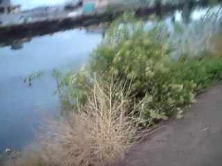 Video del día 29/06/2011 / Río de los Remedios‏