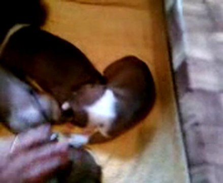 Staffordshire bull terrier ( Staffie ) Chiots nés à Staffordland