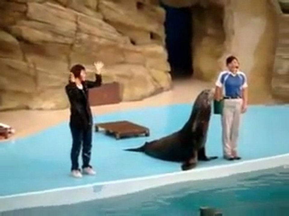 Sehr frech Sea Lion Fail