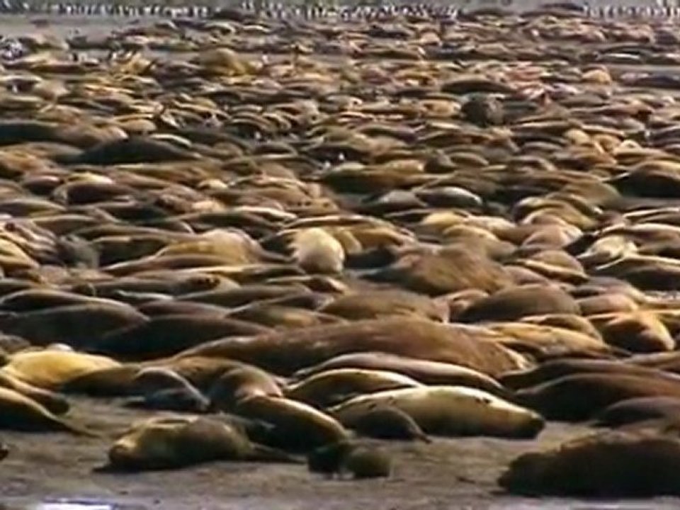 Une plage et trop de manchots
