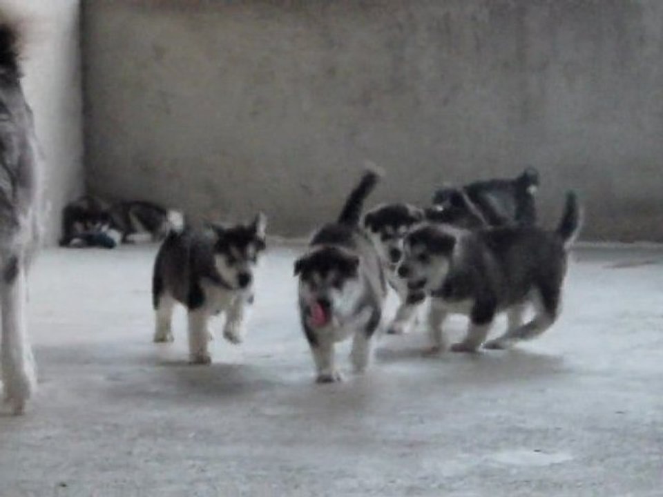 Chiots Dakota et Seeker 5 semaines.