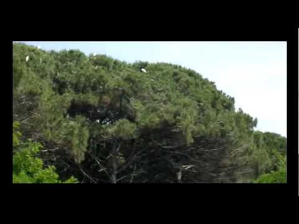 Castel Volturno (CE) - Riserva forestale dei Regi Lagni