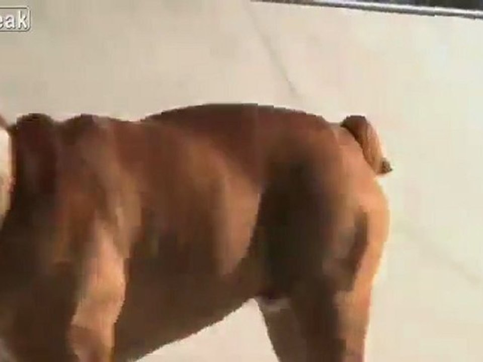 Skateboarding Snowboarding Surfen Dog