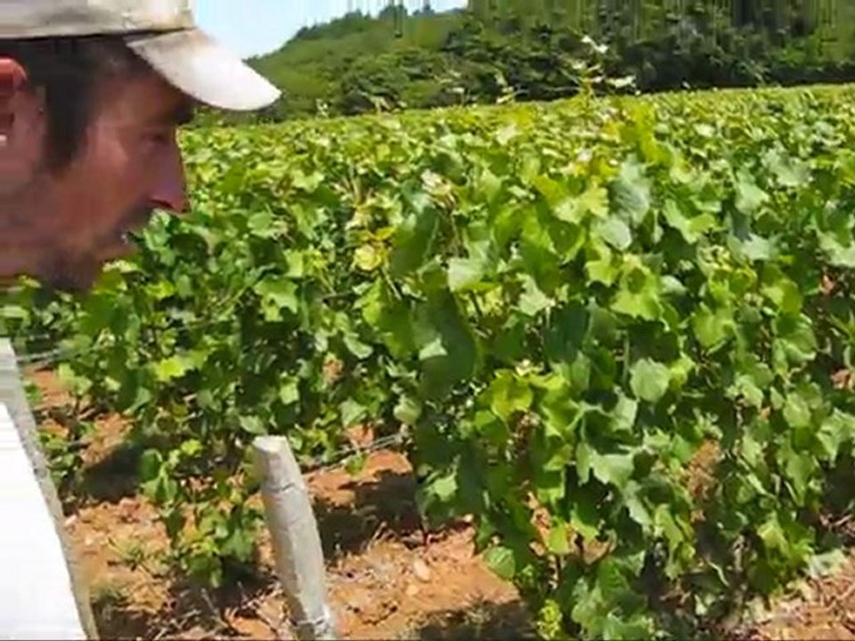 Dans les vignes de Sébastien Boisseau