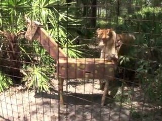 Feeding 100+ Tigers, Lions, Leopards...