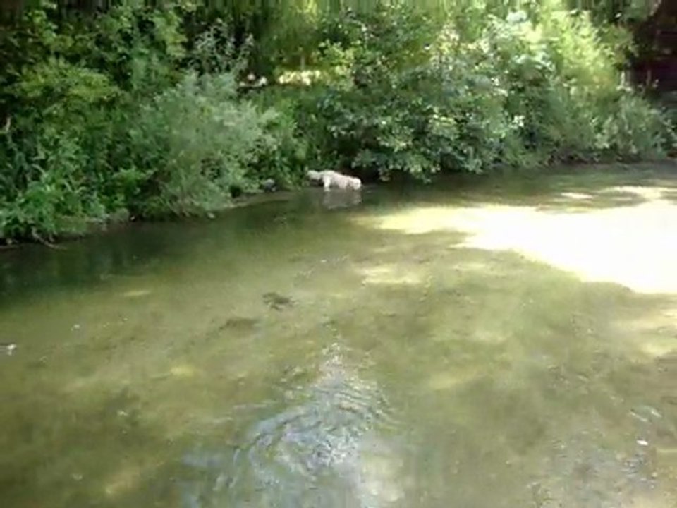 Baignade au Pont de Clerey