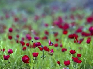 Tierra Bella de  Israel. ISRAEL-SKALON-ISRAEL.shalon-jerusalen@hotmail.com