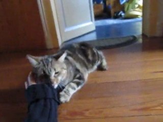 Un chat qui réclame beaucoup de câlin >