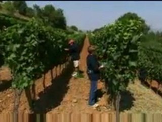 Franciacorta Vino e aziende vinicole - Viaggiatore.tv