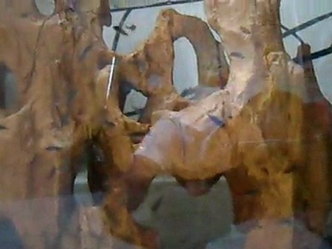 pseudotropheus aceï