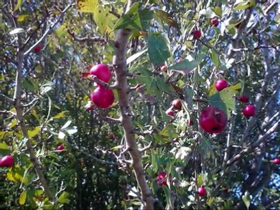 El sombrero de tres picos. Manuel de Falla