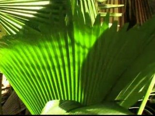 Seychelles Islands - official video