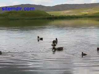 Hafik Gölü "Balık Ölümü Yok"