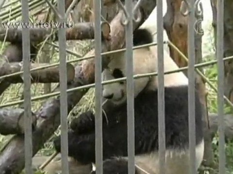 В Китае проводят перепись панд