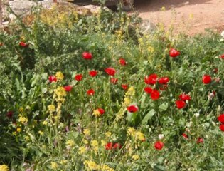 elamekin mohamed abdou