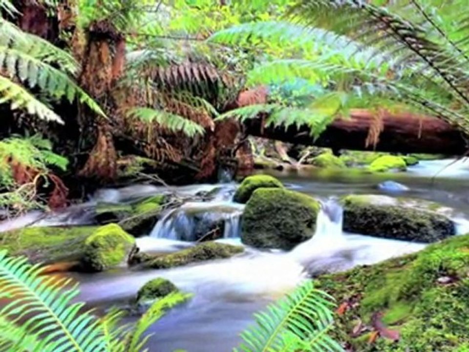 Russel Falls - Tasmania