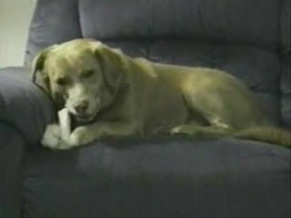 Povre chien